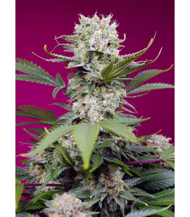 Sweet Mandarine Zkittlez XL Auto - Αυτόματοι Σπόροι Κάνναβης Sweet Seeds