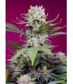 Sweet Mandarine Zkittlez XL Auto
