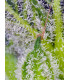 Sweet Mandarine Zkittlez XL Auto - Αυτόματοι Σπόροι Κάνναβης Sweet Seeds