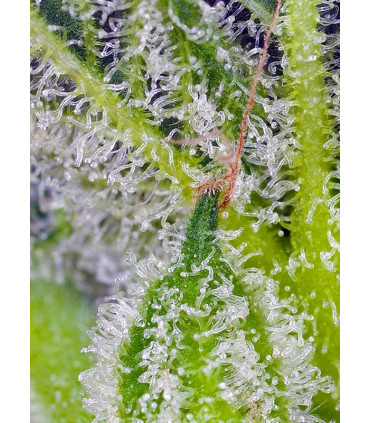 Sweet Mandarine Zkittlez XL Auto - Αυτόματοι Σπόροι Κάνναβης Sweet Seeds