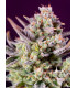 Sweet Zenzation XL Auto - Αυτόματοι Σπόροι Κάνναβης Sweet Seeds