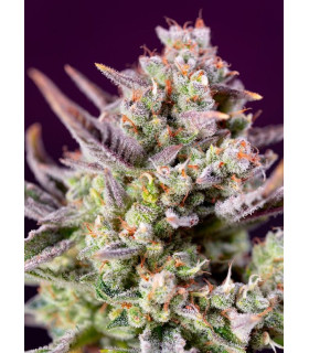 Sweet Zenzation XL Auto - Αυτόματοι Σπόροι Κάνναβης Sweet Seeds