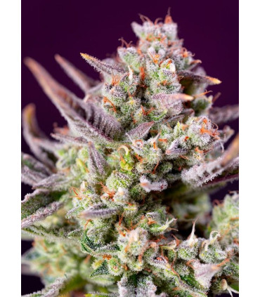 Sweet Zenzation XL Auto - Αυτόματοι Σπόροι Κάνναβης Sweet Seeds