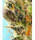 Sweet Zenzation XL Auto - Αυτόματοι Σπόροι Κάνναβης Sweet Seeds
