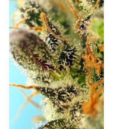 Sweet Zenzation XL Auto - Αυτόματοι Σπόροι Κάνναβης Sweet Seeds