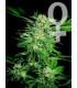 Big Bud (Sensi Seeds)