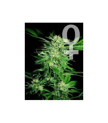 Big Bud (Sensi Seeds)