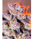 Tropicanna Poison XL Auto - Αυτόματοι Σπόροι Κάνναβης Sweet Seeds