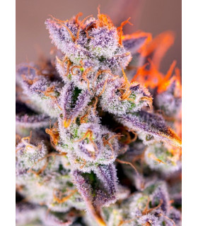 Tropicanna Poison XL Auto - Αυτόματοι Σπόροι Κάνναβης Sweet Seeds