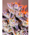 Tropicanna Poison XL Auto