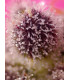 Tropicanna Poison XL Auto - Αυτόματοι Σπόροι Κάνναβης Sweet Seeds