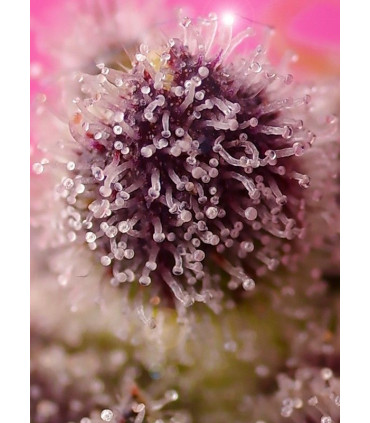 Tropicanna Poison XL Auto - Αυτόματοι Σπόροι Κάνναβης Sweet Seeds
