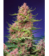 Strawberry Cola Sherbet F1 Fast Version - Σπόροι Κάνναβης Γρήγορης Άνθοφορίας Sweet Seeds