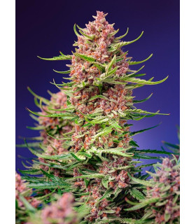 Strawberry Cola Sherbet F1 Fast Version - Σπόροι Κάνναβης Γρήγορης Άνθοφορίας Sweet Seeds