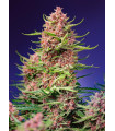 Strawberry Cola Sherbet F1 Fast Version