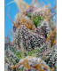 Strawberry Cola Sherbet F1 Fast Version - Σπόροι Κάνναβης Γρήγορης Άνθοφορίας Sweet Seeds