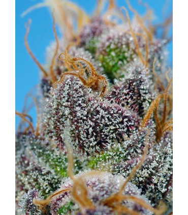 Strawberry Cola Sherbet F1 Fast Version - Σπόροι Κάνναβης Γρήγορης Άνθοφορίας Sweet Seeds