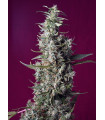 Sweet Cherry Pie