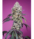 Sweet Mandarine Zkittlez F1 Fast Version - Σπόροι Κάνναβης Γρήγορης Άνθοφορίας Sweet Seeds