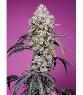 Sweet Mandarine Zkittlez F1 Fast Version - Σπόροι Κάνναβης Γρήγορης Άνθοφορίας Sweet Seeds