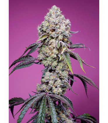 Sweet Mandarine Zkittlez F1 Fast Version - Σπόροι Κάνναβης Γρήγορης Άνθοφορίας Sweet Seeds