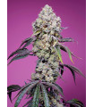 Sweet Mandarine Zkittlez F1 Fast Version