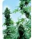 Early Skunk (Sensi Seeds)