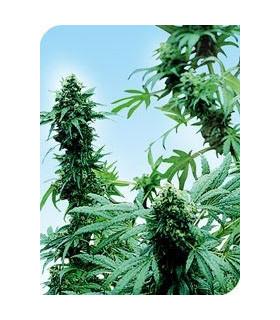 Early Skunk (Sensi Seeds)