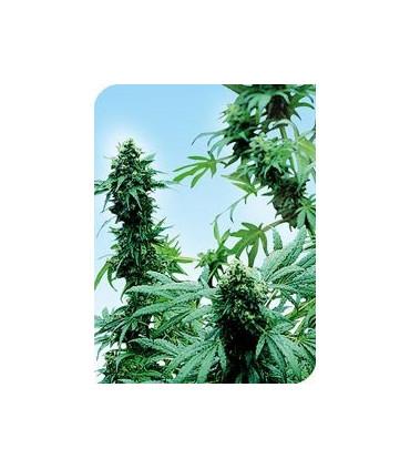 Early Skunk (Sensi Seeds)