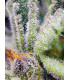 Sweet Mandarine Zkittlez F1 Fast Version - Σπόροι Κάνναβης Γρήγορης Άνθοφορίας Sweet Seeds