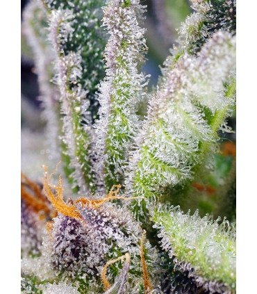 Sweet Mandarine Zkittlez F1 Fast Version - Σπόροι Κάνναβης Γρήγορης Άνθοφορίας Sweet Seeds