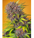 Diablo Rojo XL Auto - Αυτόματοι Σπόροι Κάνναβης Sweet Seeds
