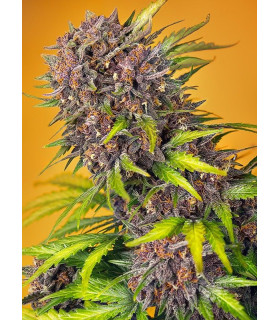 Diablo Rojo XL Auto - Αυτόματοι Σπόροι Κάνναβης Sweet Seeds