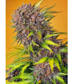Diablo Rojo XL Auto