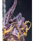 Diablo Rojo XL Auto - Αυτόματοι Σπόροι Κάνναβης Sweet Seeds