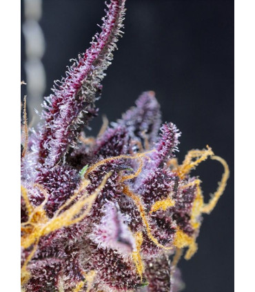 Diablo Rojo XL Auto - Αυτόματοι Σπόροι Κάνναβης Sweet Seeds