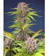 Mimosa Bruce Banner XL Auto - Αυτόματοι Σπόροι Κάνναβης Sweet Seeds