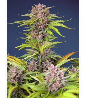 Mimosa Bruce Banner XL Auto - Αυτόματοι Σπόροι Κάνναβης Sweet Seeds