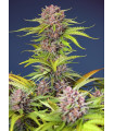 Mimosa Bruce Banner XL Auto
