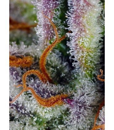 Mimosa Bruce Banner XL Auto - Αυτόματοι Σπόροι Κάνναβης Sweet Seeds