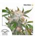 White Widow