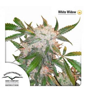 White Widow