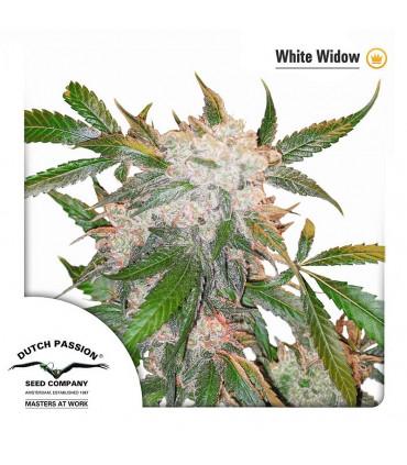 White Widow