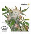 White Widow