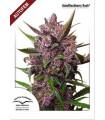 AutoBlackberry Kush