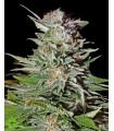 Super Lemon Haze Autoflowering