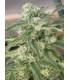 Special Queen (Royal Queen Seeds)