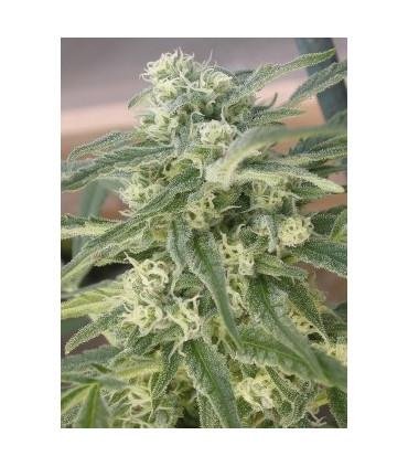 Special Queen (Royal Queen Seeds)