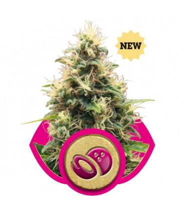 Royal AK (Royal Queen Seeds)
