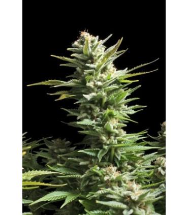 Amnesia Haze (Royal Queen Seeds)